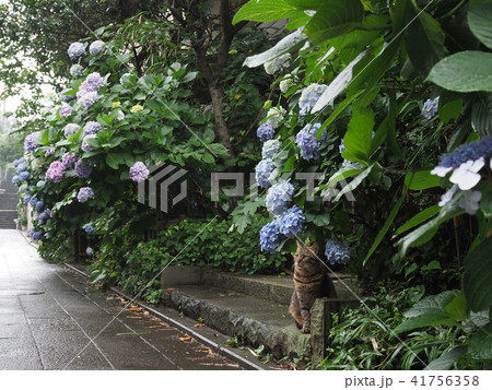 紫陽花と猫 紫陽花と猫 41756358