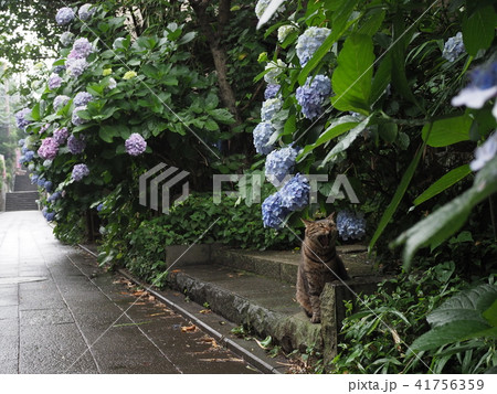 紫陽花と猫 紫陽花と猫 41756359