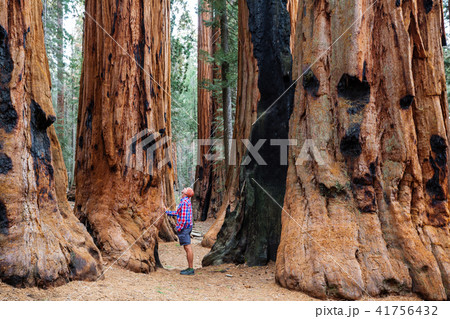 Sequoia 41756432
