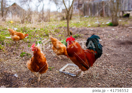 Domestic hens and rooster eating grains in spring Domestic hens and rooster eating grains in spring 41756552