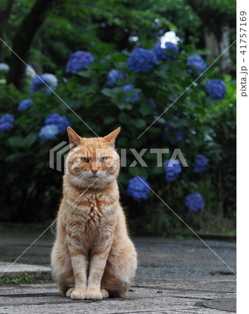 紫陽花と猫の写真素材