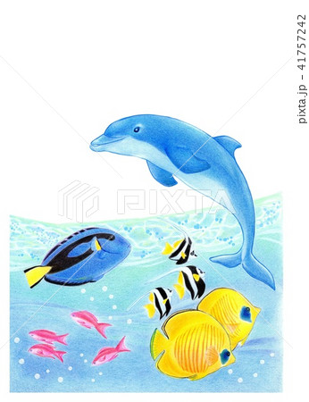 イルカと熱帯魚のイラスト素材