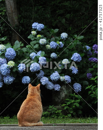 紫陽花と猫の写真素材