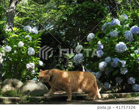 紫陽花と猫の写真素材 紫陽花と猫の写真素材