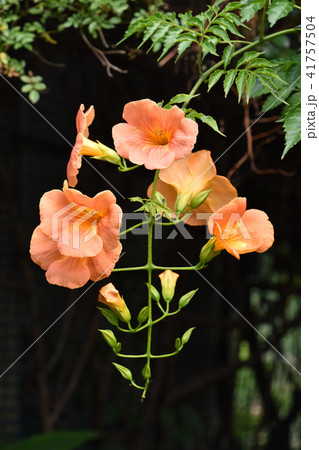 ノウゼンカズラ（凌霄花） 41757504
