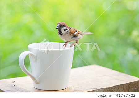 庭の雀 41757703