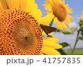 ひまわりと蝶 41757835