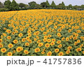 ひまわり畑 41757836