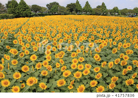 ひまわり畑 ひまわり畑 41757836
