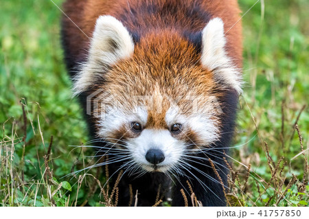 レッサーパンダ9 41757850