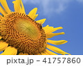 ひまわりとミツバチと空 41757860