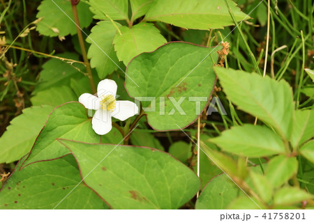 初夏に咲くドクダミの花 41758201