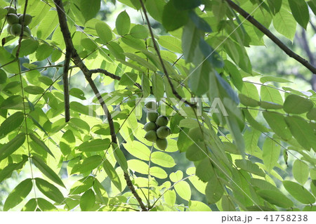 オニグルミ 41758238