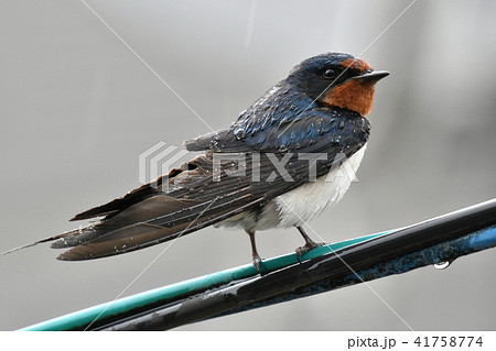 ツバメ・雨 41758774