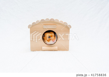 ログハウスから顔を出すゴールデンハムスター ログハウスから顔を出すゴールデンハムスター 41758836