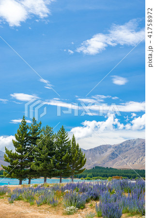 晴天のテカポ湖とルビナス 41758972