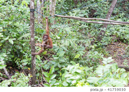 野生の子供オランウータン 野生の子供オランウータン 41759030