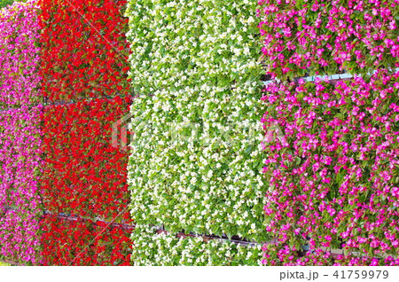 ベコニアの花 41759979