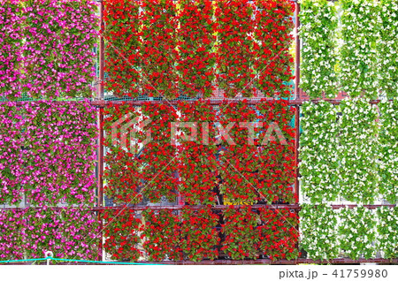 ベコニアの花 ベコニアの花 41759980