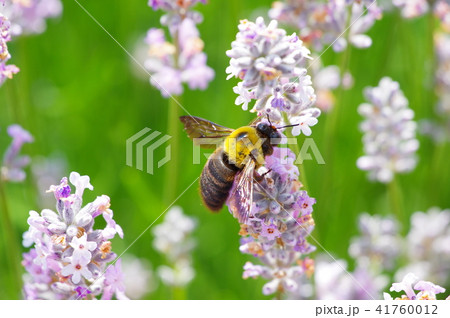 クマバチ クマバチ 41760012