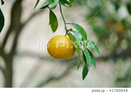 夏みかん、夏ミカン、ナツミカン 夏みかん、夏ミカン、ナツミカン 41760048