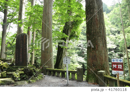榛名神社　千本杉 41760118