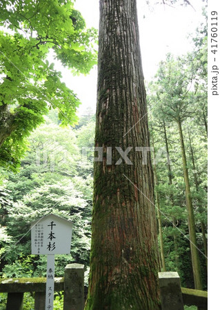 榛名神社 千本杉 榛名神社 千本杉 41760119