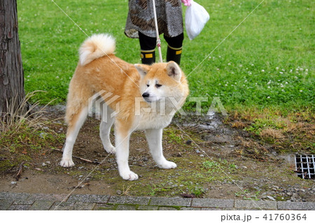 秋田犬　換毛期の仔犬 41760364