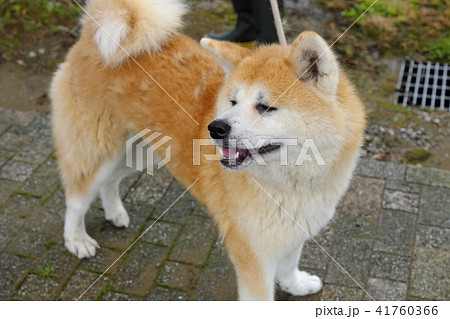 秋田犬 換毛期の仔犬 秋田犬 換毛期の仔犬 41760366