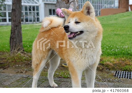 秋田犬 換毛期の仔犬の写真素材