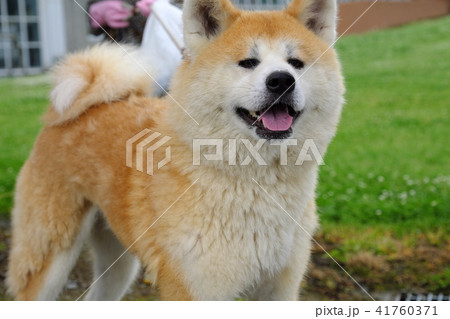 秋田犬 換毛期の仔犬 秋田犬 換毛期の仔犬 41760371