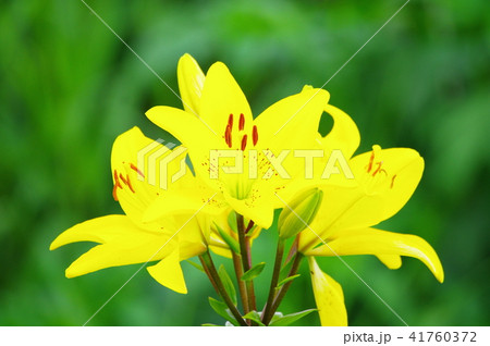 黄色いユリの花 黄色いユリの花 41760372