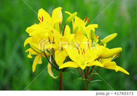 黄色いユリの花 黄色いユリの花 41760373