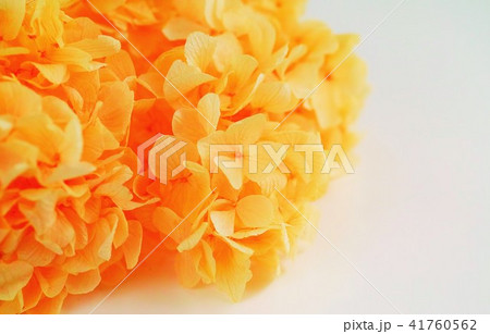紫陽花 41760562