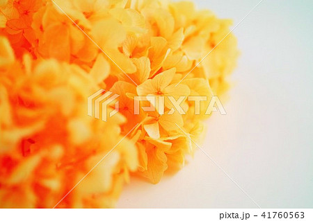 紫陽花 紫陽花 41760563