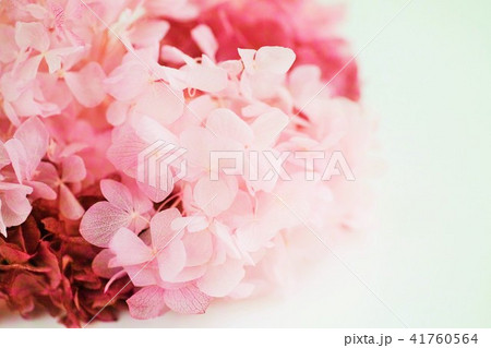 紫陽花 41760564