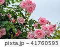 薔薇の花 41760593