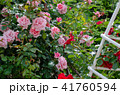 薔薇の花 41760594