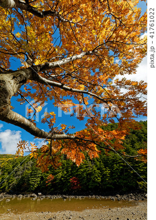 北八ヶ岳・亀甲池の紅葉 41761022