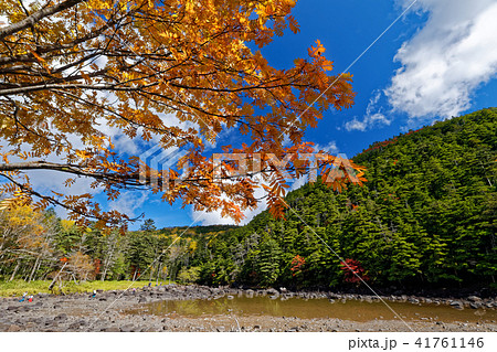 北八ヶ岳・亀甲池の紅葉 北八ヶ岳・亀甲池の紅葉 41761146