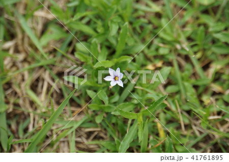 ニワゼキショウ 41761895