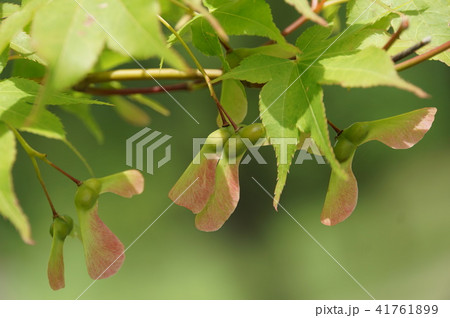 もみじの実 41761899