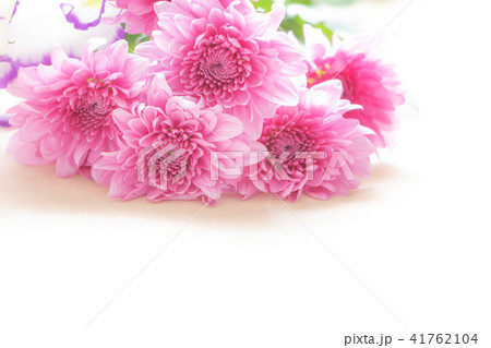 背景用 切り花 背景用 切り花 41762104