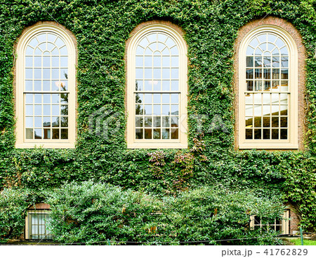 Ivy wall in Harvard Ivy wall in Harvard 41762829