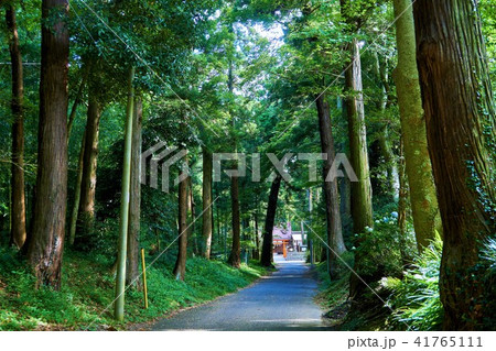千葉県　八雲神社　杉並木 41765111