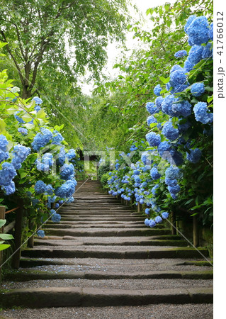 鎌倉明月院のあじさい 鎌倉明月院のあじさい 41766012