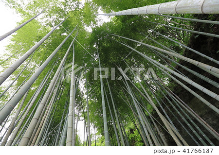 鎌倉明月院のあじさいと竹林 41766187
