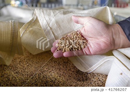 美味しい日本酒作りの酒米 41766207