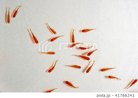 およぐ和金魚 41766241