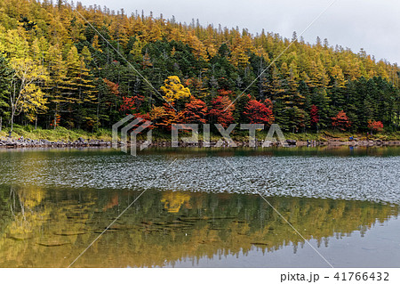北八ヶ岳・双子池（雌池）の紅葉 41766432
